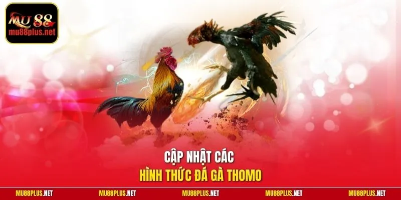 Cập nhật các hình thức đá gà Thomo