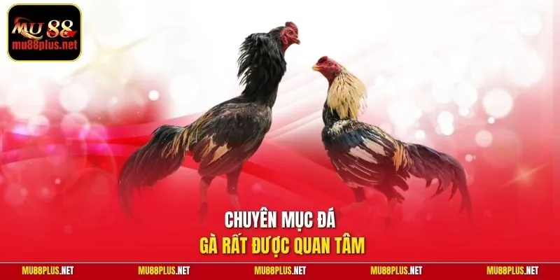 Chuyên mục đá gà rất được quan tâm