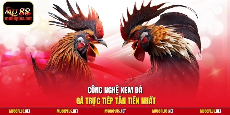 Công nghệ xem đá gà trực tiếp tân tiến nhất