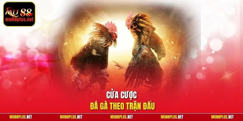 Cửa cược đá gà theo trận đấu