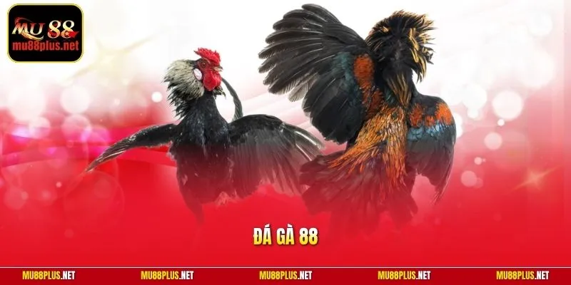 Đá gà 88