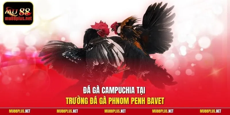 Đá gà Campuchia tại trường đá gà Phnom Penh Bavet