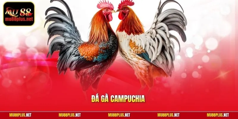 Đá gà Campuchia