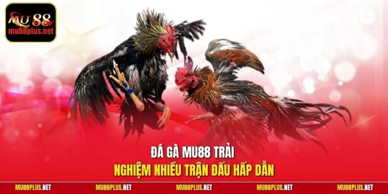 Đá gà MU88 trải nghiệm nhiều trận đấu hấp dẫn