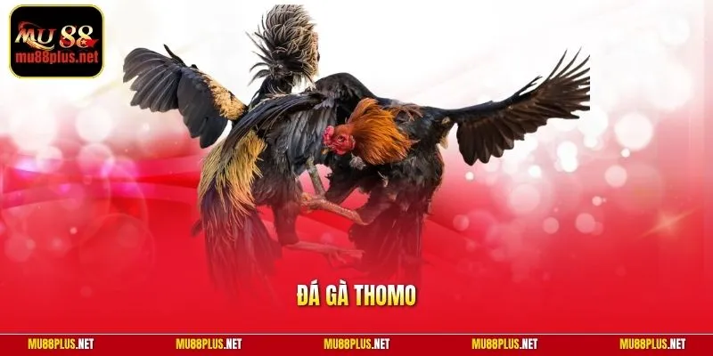 Đá Gà Thomo
