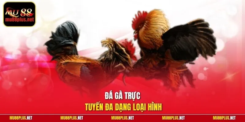 Đá gà trực tuyến đa dạng loại hình