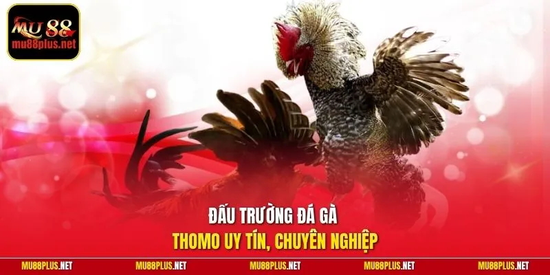 Đấu trường đá gà Thomo uy tín, chuyên nghiệp