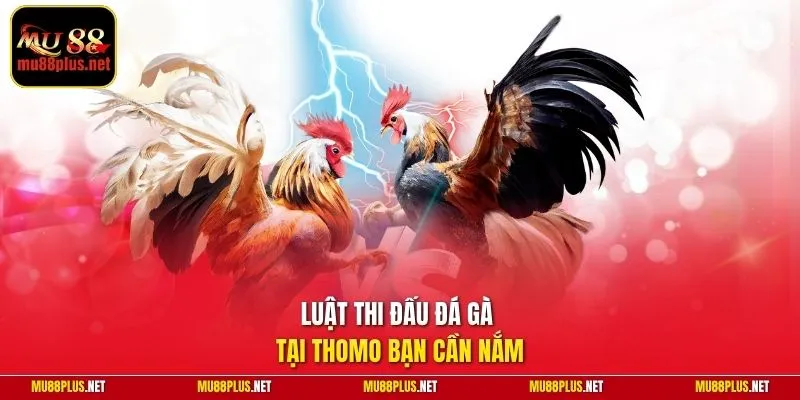 Luật thi đấu đá gà tại Thomo bạn cần nắm