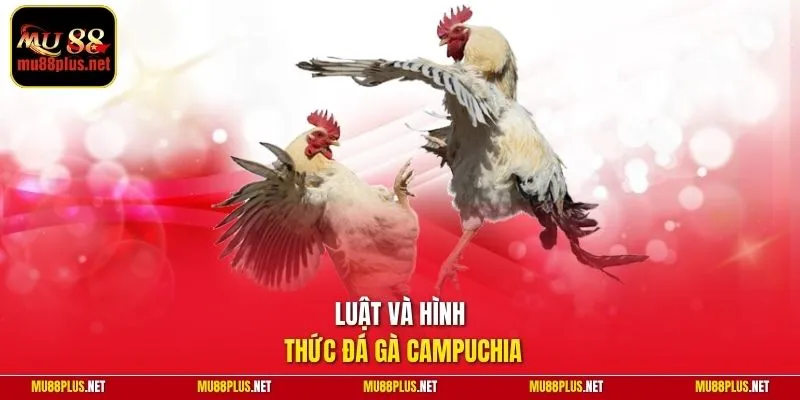 Luật và hình thức đá gà Campuchia