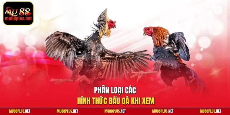 Phân loại các hình thức đấu gà khi xem