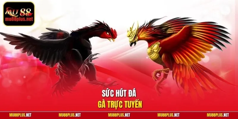 Sức hút đá gà trực tuyến