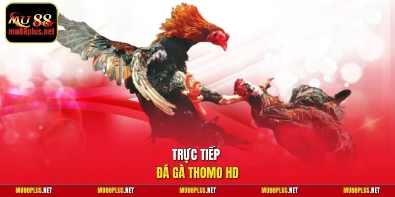 Trực tiếp đá gà Thomo HD