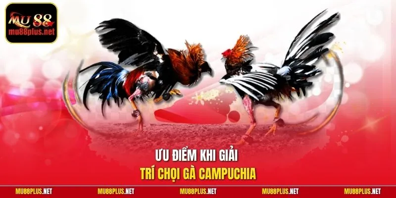 Ưu điểm khi giải trí chọi gà Campuchia