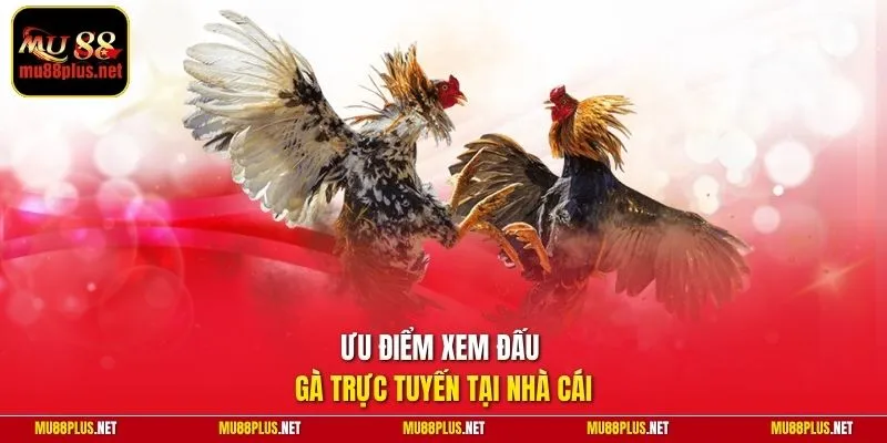 Ưu điểm xem đấu gà trực tuyến tại nhà cái