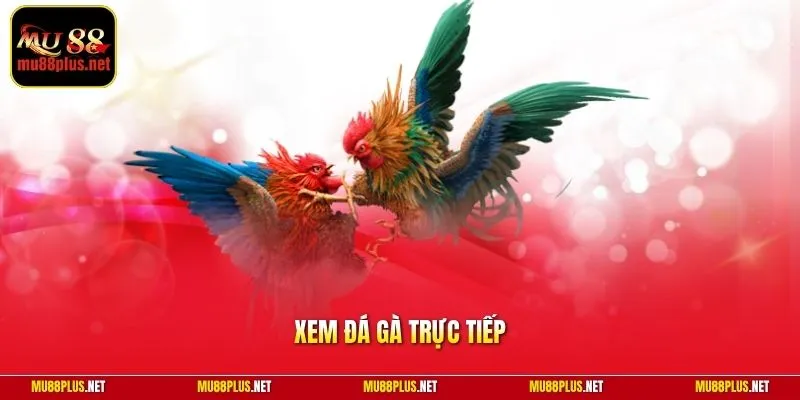 Xem đá gà trực tiếp